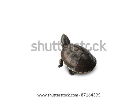 Turtle.Tortoise walking on white background.