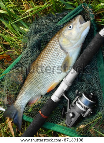 Picture of a trophy fish. The Big European Chub (Squalius cephalus) on a landing net.
