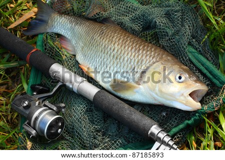 Picture of a trophy fish. The big European Chub (Squalius cephalus) on a landing net.