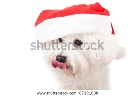 cute bichon frise is wearing a santa claus hat and licking its nose, closeup picture over white background
