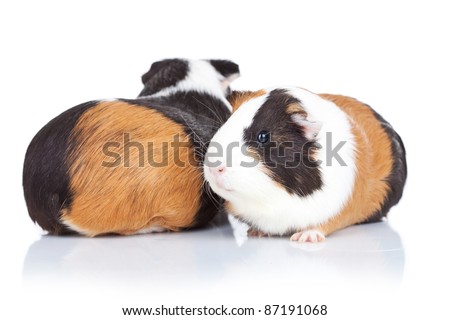 two adorable guinea pigs against white background