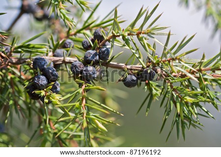blueberries of juniperus communis Royalty-Free Stock Photo #87196192
