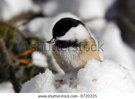 Picture of a Black-capped Chickadee (Poecile Atricapillus) in the snow