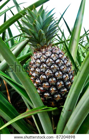 Pineapple, tropical fruit of the Northeast Thailand.