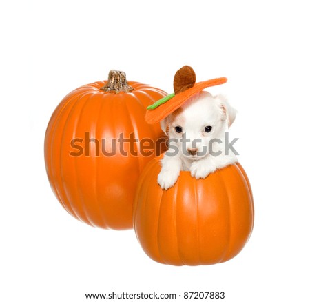 Tiny white, chihuahua puppy sitting inside of a carved, orange, pumpkin, in front of another large pumpkin,  isolated on a white background.