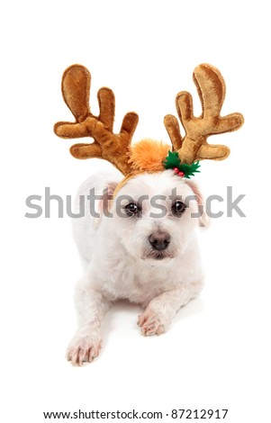 A white maltese terrier pet dog wearing reindeer antlers and lying down.  White background.