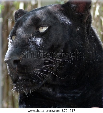 panther Royalty-Free Stock Photo #8724217