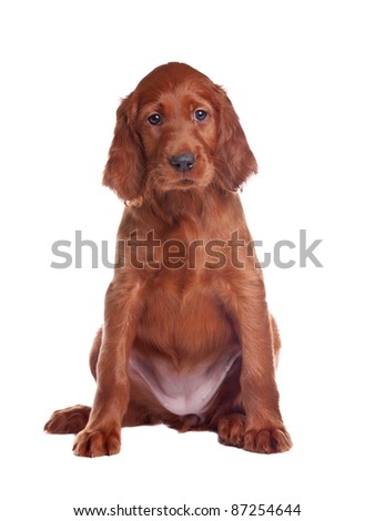 The puppy of a setter is removed on white background in studio Royalty-Free Stock Photo #87254644