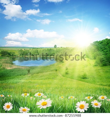 Summer landscape with a lake. In the foreground - chamomile. Sky with bright sun and clouds.