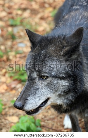 Healthy wild wolf in the woods