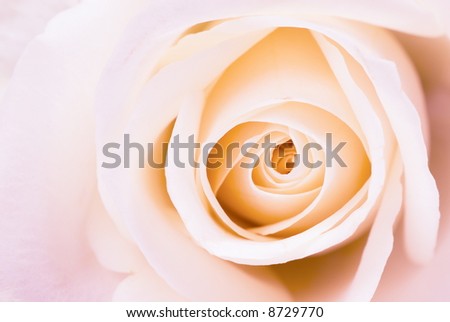 beautiful pink rose for backgrounds