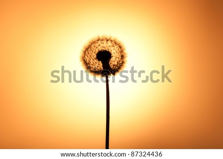 Dandelion silhouette at sunset