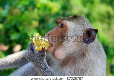 Closeup headshot of cute monkey enjoys eating nibbling fresh corn with blurred background