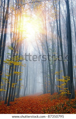 Fog in autumn wood. The picture is made in the Kiev botanical garden, Ukraine