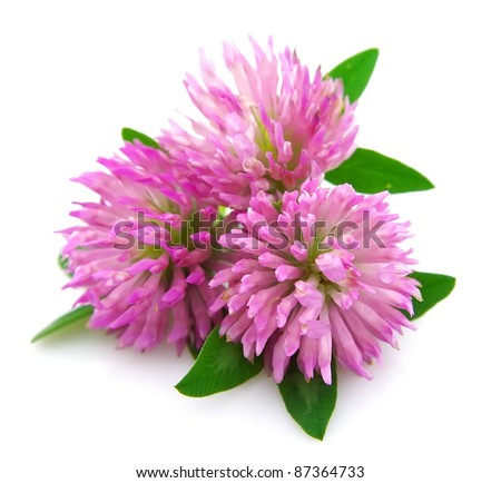 Clover flowers on a white background Royalty-Free Stock Photo #87364733