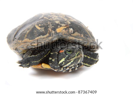 turtle as princess isolated on the white background