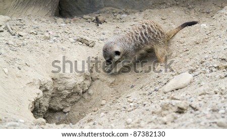a Meerkat while digging in sandy ground