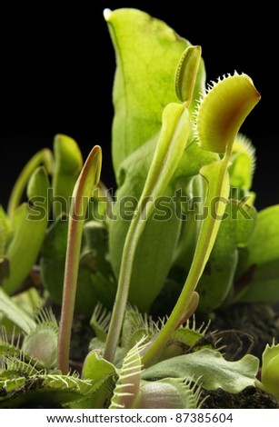 pitcher plants and venus flytrap in dark back