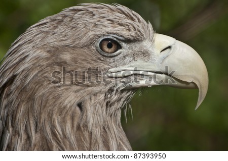 This picture shows a white-tailed eagle.