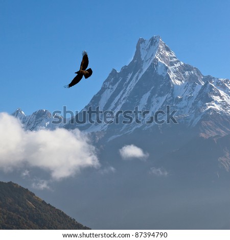 Machhapuchre at sunrise and black bird - Nepal, Himalayas