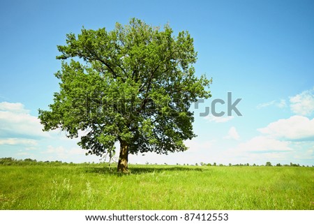 Old oak tree on meadows