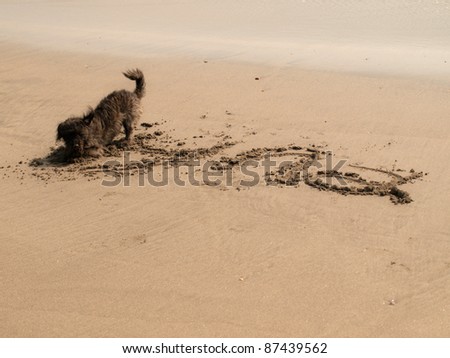 my dog writing her name on the beach Royalty-Free Stock Photo #87439562