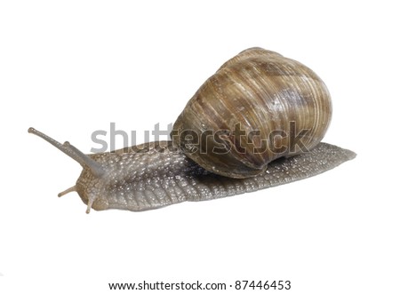studio photography of a grapevine snail seen from behind in white back