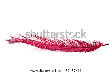 The red feather on a white background