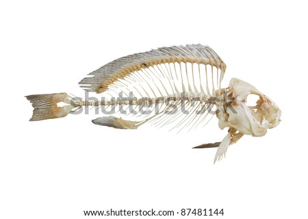 Fish bone isolated on white background Royalty-Free Stock Photo #87481144