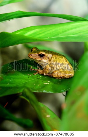 brown frog sitting on the leaf
