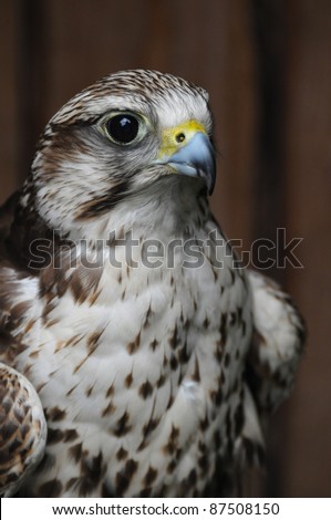 Picture of saker falcon