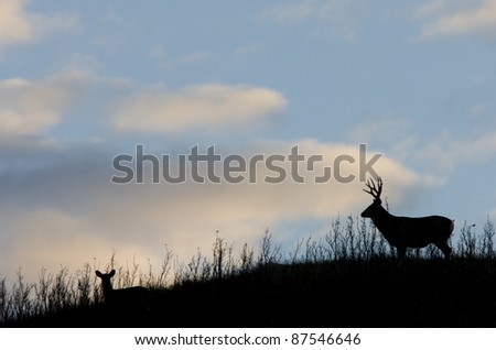 Deer Silhouette Saskatchewan Canada Mule Deer Hills