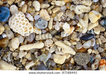 Shells and coral on a tropical beach