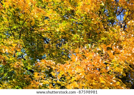 Multi-colored foliage of a tree in an autumn season