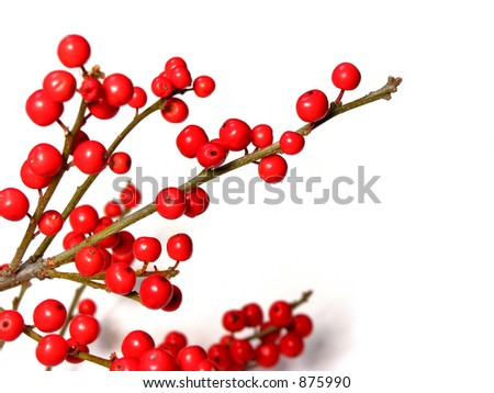 Berry tree christmas decoration on white background