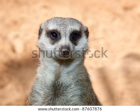 Meerkat on guard, ,portrait close up