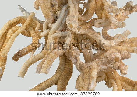 detail of some light brown serpulid worm tubes in light grey back Royalty-Free Stock Photo #87625789
