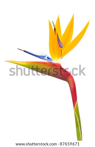 Bird of Paradise Flower on White Background Royalty-Free Stock Photo #87659671