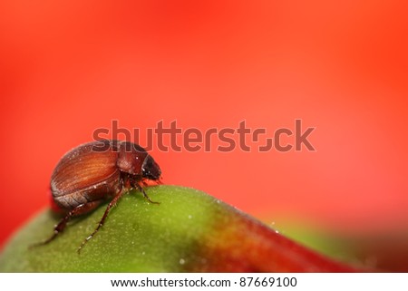 closeup of cockchafer, a kinds of insects