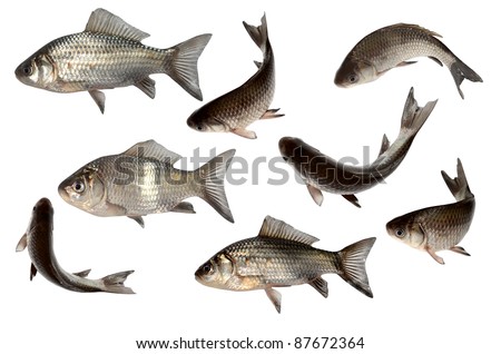 Collection of fish