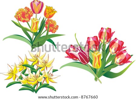 illustration with tulip decoration isolated on white background