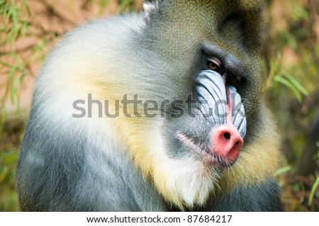 Portrait of colorful mandrill monkey ('Mandrillus sphinx')