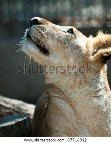picture of Lion Cub  of high-res with an artistic background