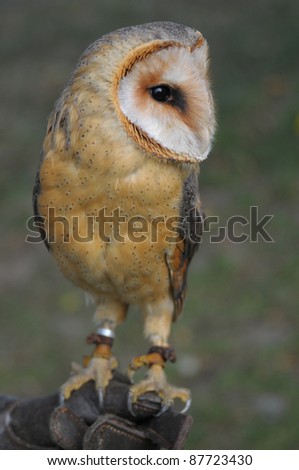 Picture of a barn owl