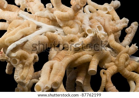 detail of some light brown serpulid worm tubes in black back Royalty-Free Stock Photo #87762199
