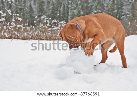 French Mastiff puppy playing with snow ball