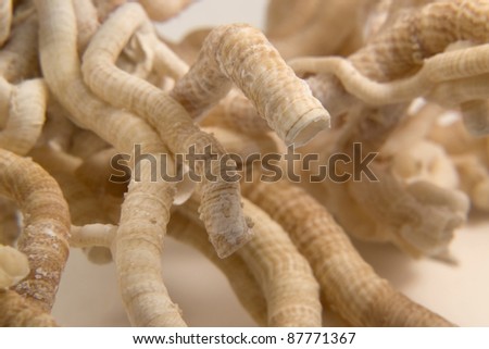 detail of some light brown serpulid worm tubes in light back Royalty-Free Stock Photo #87771367