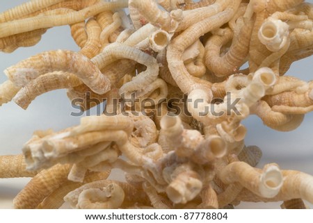 detail of some light brown serpulid worm tubes in light grey back Royalty-Free Stock Photo #87778804