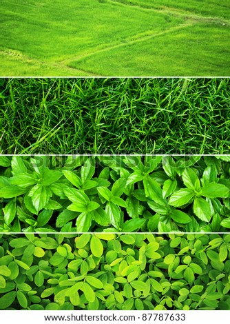Stock Photos of Fresh Green Grass