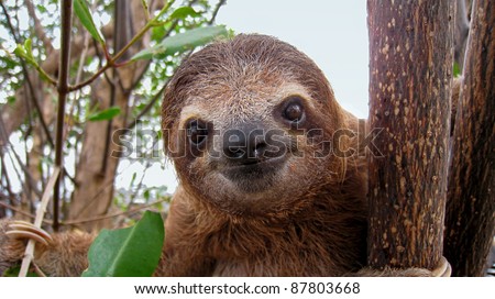Cute face of young three-toed sloth, Costa Rica, Central America Royalty-Free Stock Photo #87803668